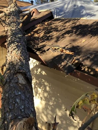 Fallen tree laying the roof of a house.