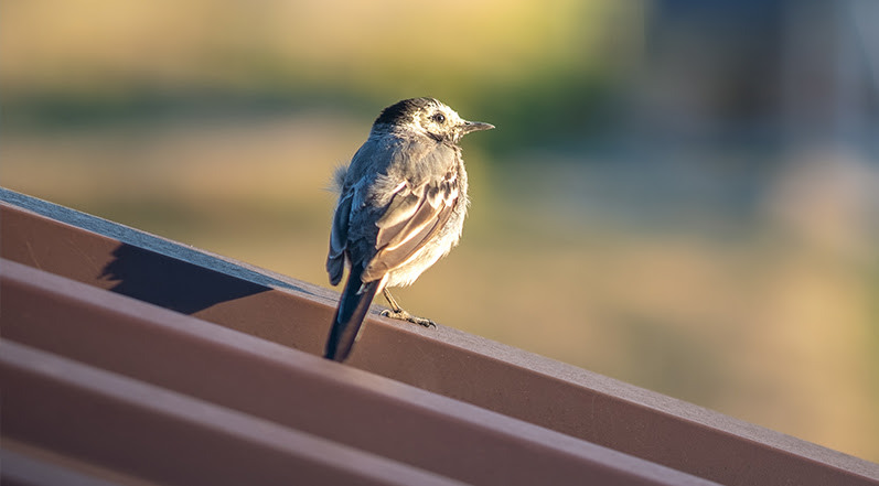 A Bird on a Roof-1