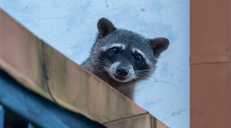 A Raccoon on a Roof