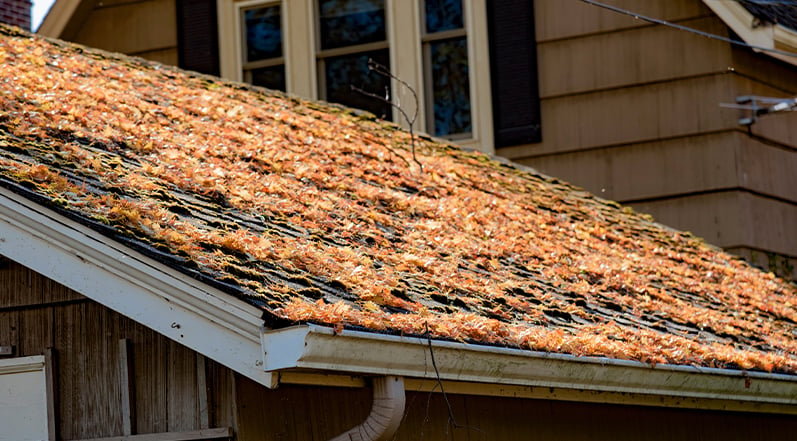 A Roof Covered in Leaves