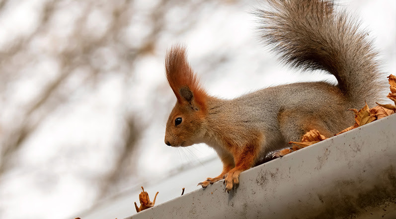 A Squirrel on a Roof Gutter