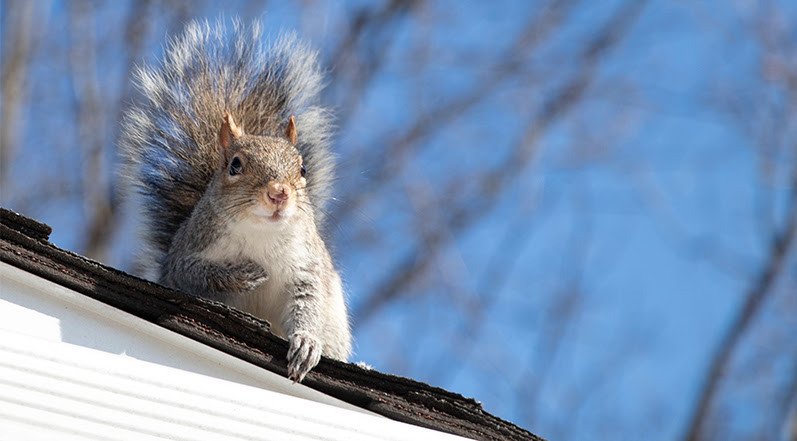 A Squirrel on a Roof-1