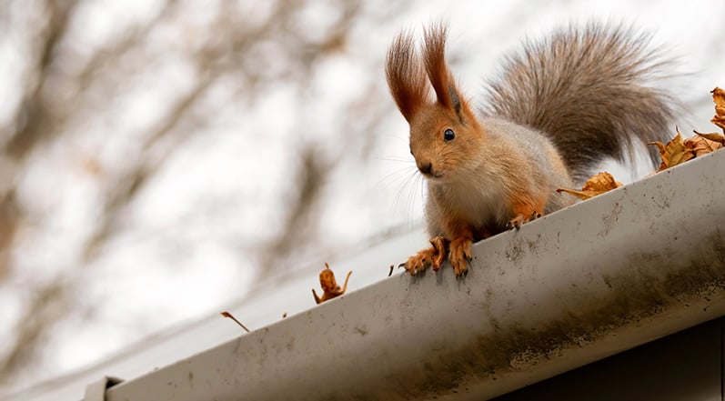A Squirrel on a Roof