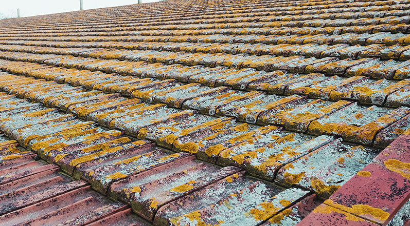 Algae and Moss Growth on a Roof