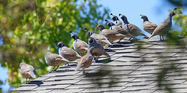 Birds Damaging Roof Shingles