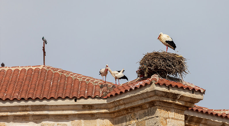 Birds Nesting on a Roof