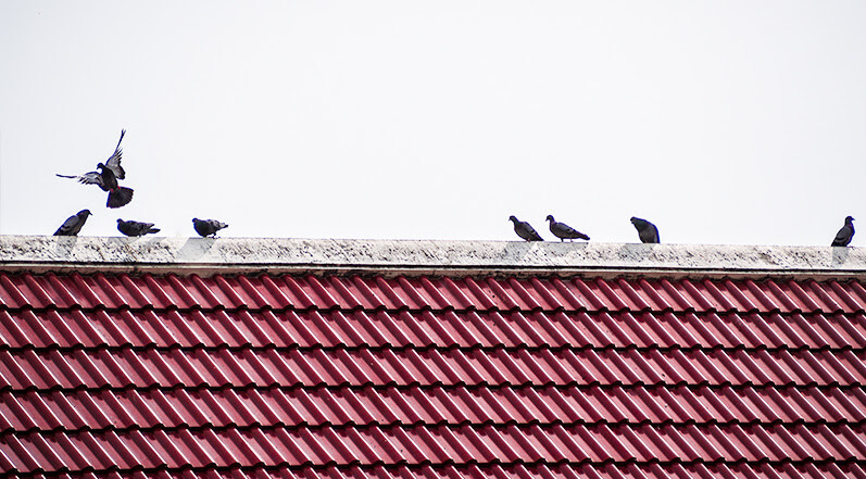 Birds on Top of a Roof