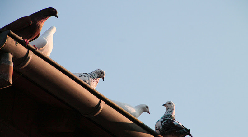 Birds on a Roof Gutter