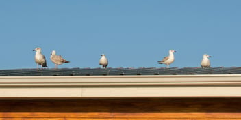 Birds on a Roof