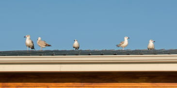 Birds on a Roof