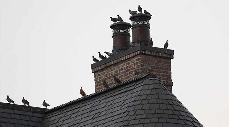 Birds on a Roof