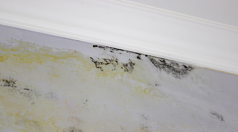 Black Mold in a Home