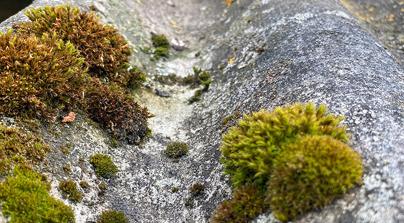 Fungus Growing on a Roof