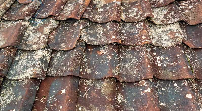 Fungus on Roof Shingles