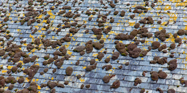 Fungus on a Roof