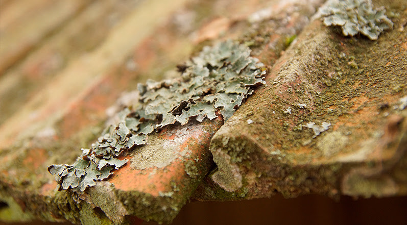 Lichen on Roof Shingles