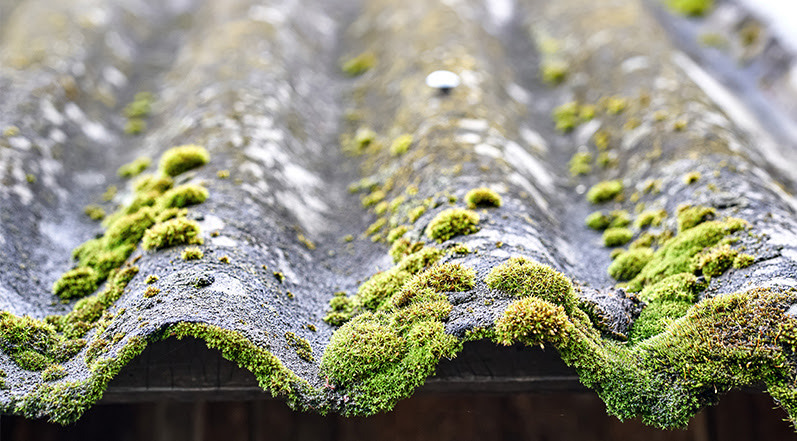 I'm Seeing Green Spots on My Roof - Are They Harmful?
