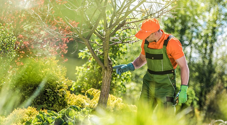 Maintaining Tree Health
