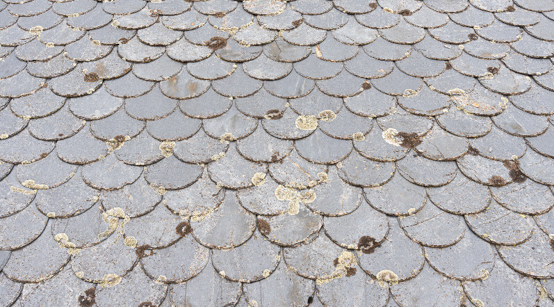 Mildew on a Roof