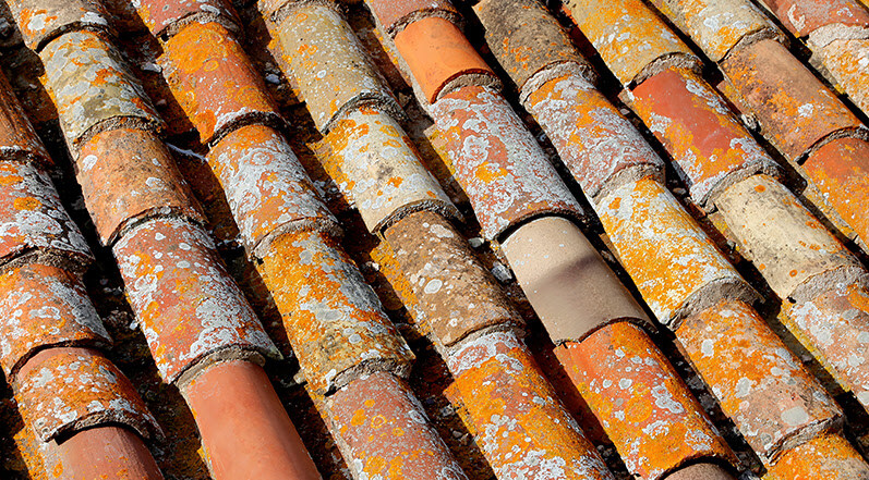 Mold on Roof Shingles