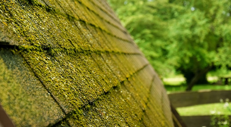 Moss Growth on Roof Shingles