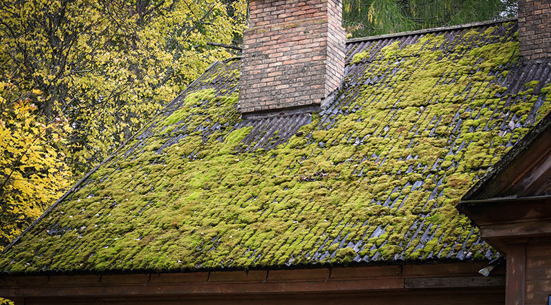 Moss on a Roof