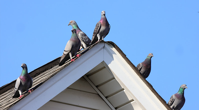 Pigeons on a Roof