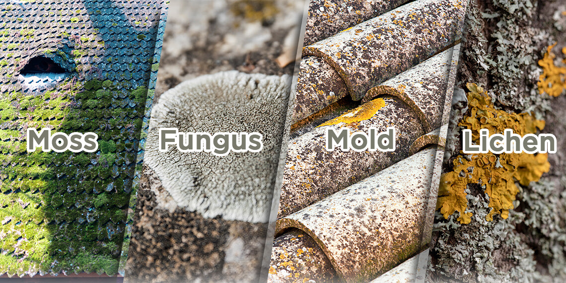 Roof Moss vs. Fungus vs. Mold vs. Lichen: What's The Difference?