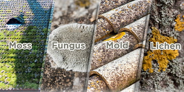 Roof Moss Fungus Mold Lichen