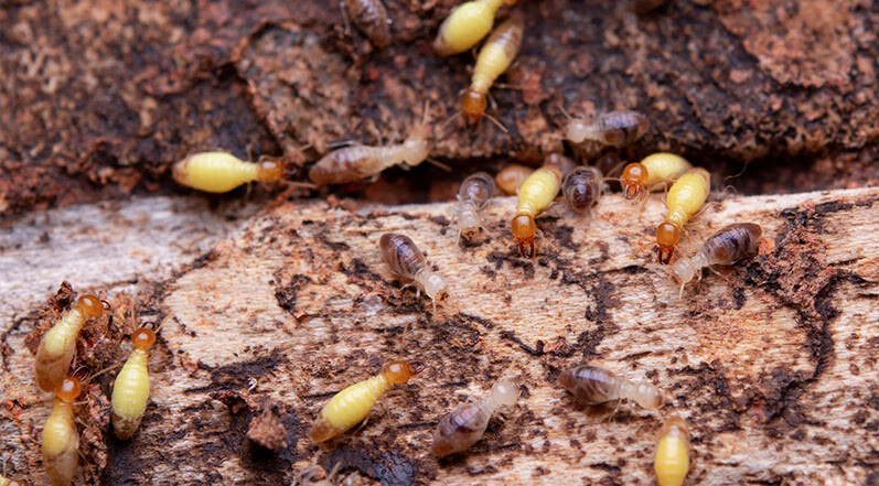 Termites on Wood