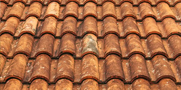 The Dangers of Roof Mold