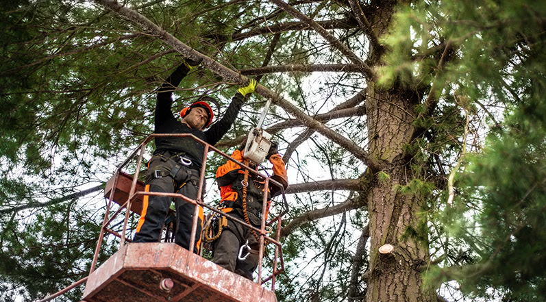 Trim Branches Before Storm Season