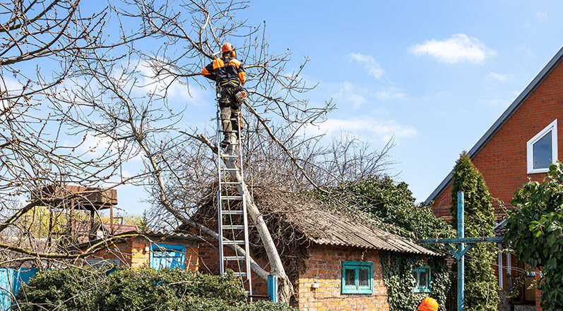 Trimming Overhanging Tree Branches