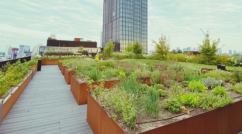 Two Types of Green Roofs That Earn Credits