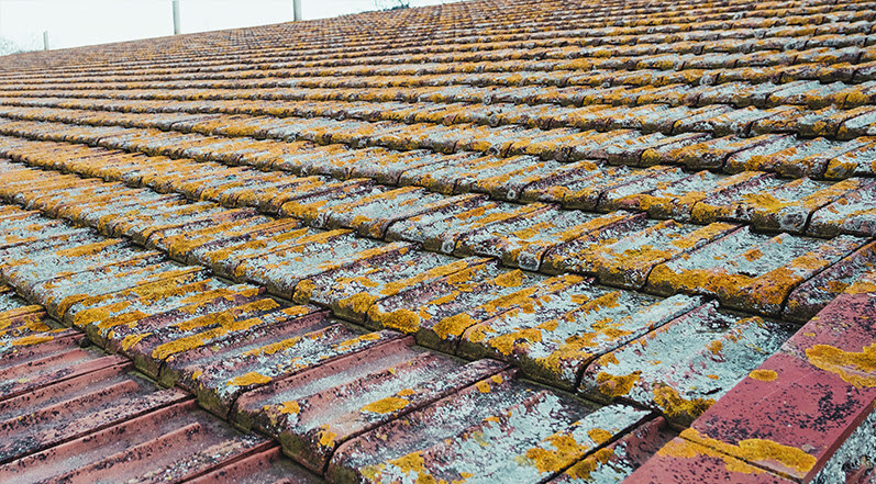 Why Does Algae Damage Roof Surfaces